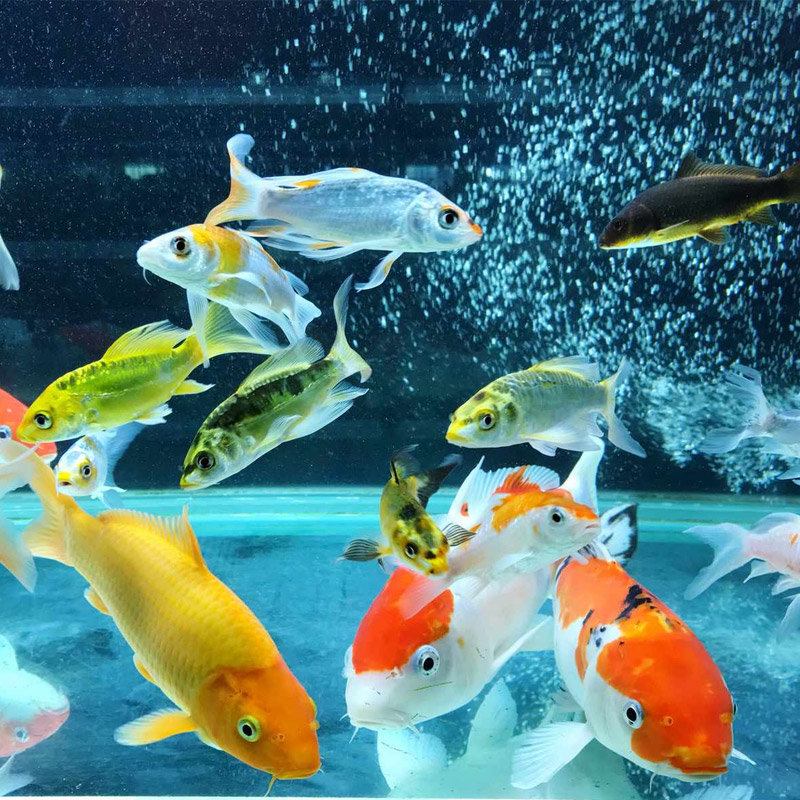 Aquarium and Ornamental fish Suppliers in India