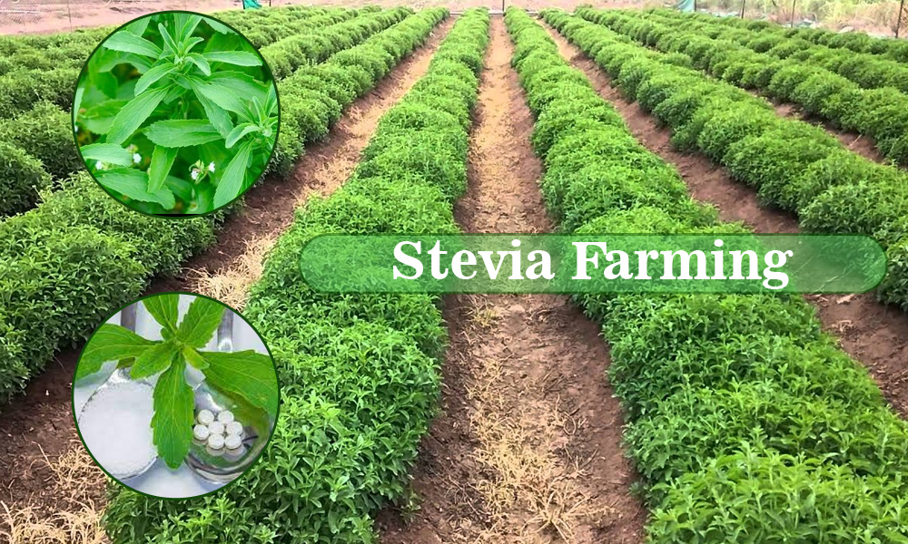 Stevia Plant Farming Guide