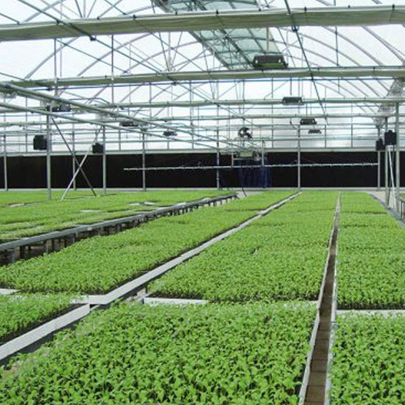 Agriculture Vegetable Nursery Plants supplier from India